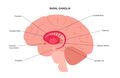 Basal ganglia nuclei in relation to other subcortical structures