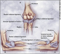 Elbow Ligaments.png