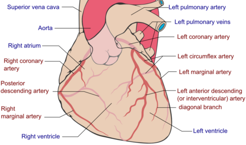 Coronary Arteries