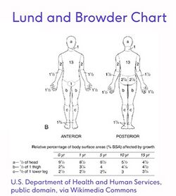Lund and Browder Chart.