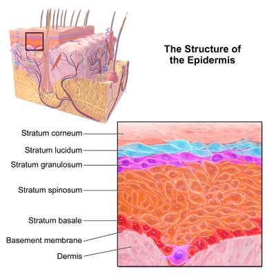 Skin layers effected by the three primary forms of EB.