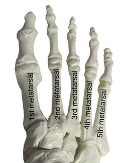 Metatarsals of the Right foot