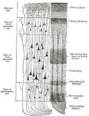 Cerebral cortex.