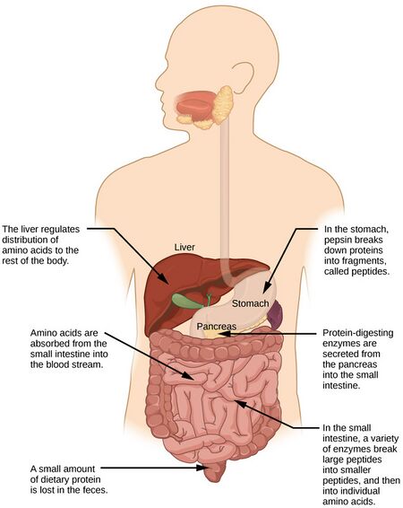 Digestion and Absorption of Proteins