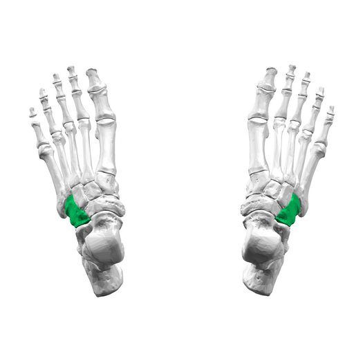 Superior view of Cuboid bone