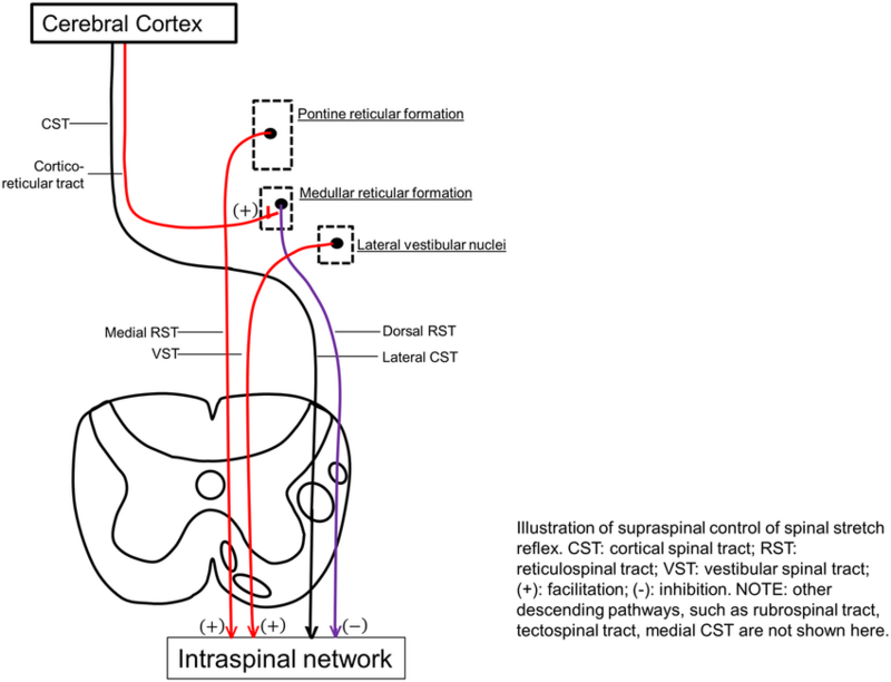Spasticity