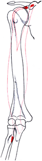 Image 2: Biceps brachii of right side attachments.