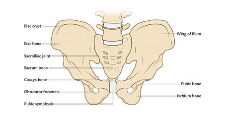 Pelvis