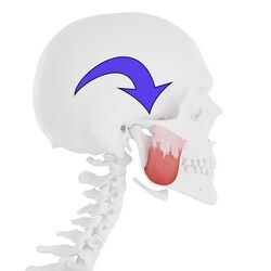 Figure 4. Masseter forces