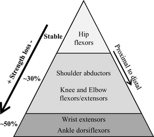 General strength loss in DM1