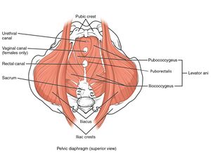 Pelvic Floor (Superior view)