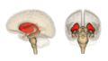 Corpus striatum of the basal ganglia