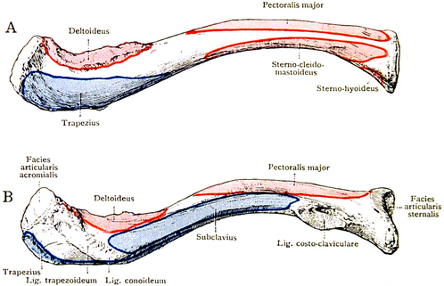 A, left clavicle from above; B. right clavicle from below