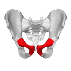 Anterior view pelvis, pubic bone in red