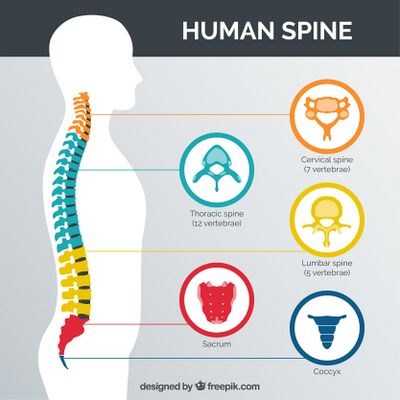 Spinal Column [7]