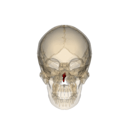 https://commons.wikimedia.org/wiki/File:Rotation_Vomer_bone.gif
