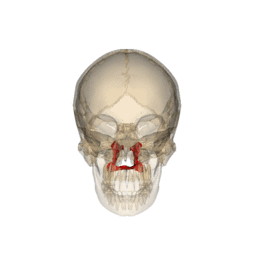 https://commons.wikimedia.org/wiki/File:Rotation_palatine_bone.gif