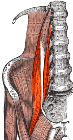 Psoas major, colorized