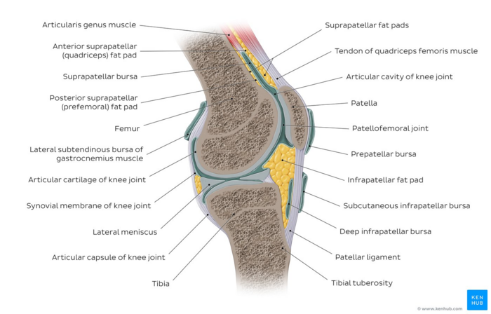 Knee joint