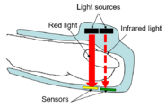 Mechanism of pulse oximetry