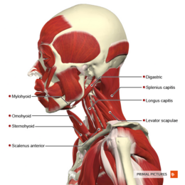 Figure 5. Mylohyoid, sternohyoid, digastric