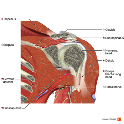 Coronal section of the tendon of long head of biceps.