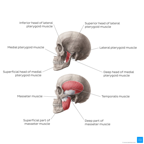 Overview of the muscles of mastication