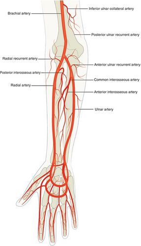 Radial Artery