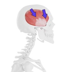 Figure 3. Temporalis forces