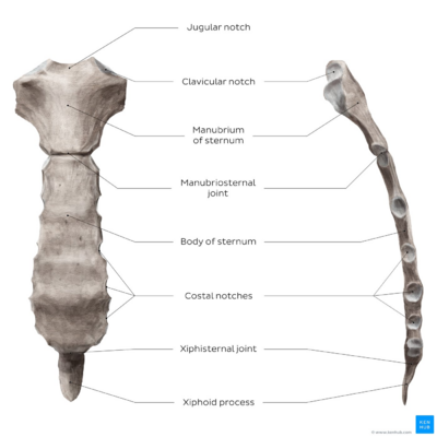 Sternum anatomy