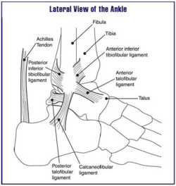Structural anatomy