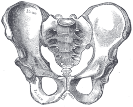 Bones of the pelvis