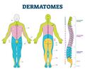 Dermatomes