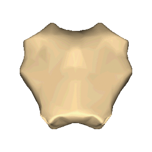 manubrium image