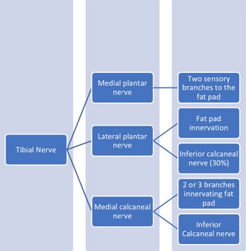 Tibial nerve
