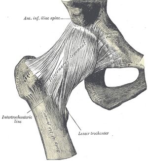 Anterior view of the right hip joint.