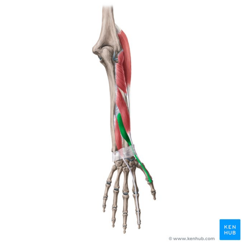 Extensor pollicis brevis muscle (highlighted in green) - posterior view