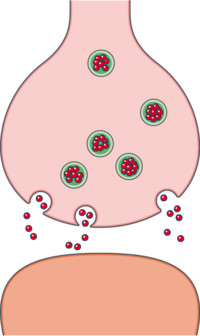 Nerve Synapse