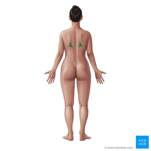 Triangle of auscultation (highlighted in green)