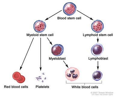 Blood Cell Development Process