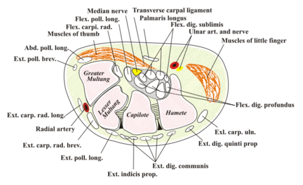 Fig.2 Transverse plane view of carpal tunnel.