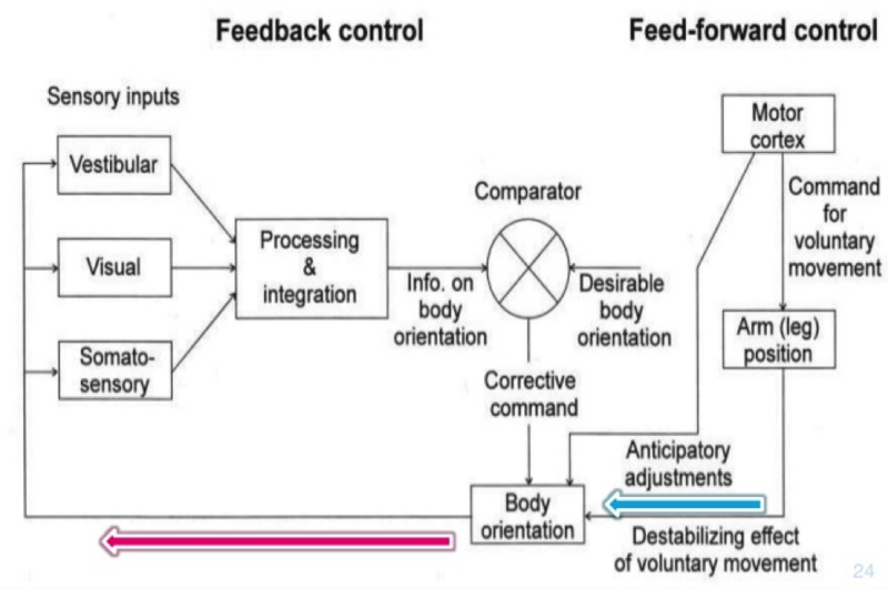 Basic Principles of Postural Control