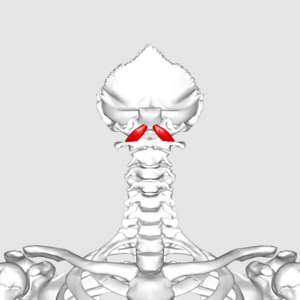 Anterior View of Rectus Capitis Anterior