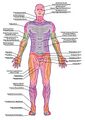Anterior Cutaneous Innervation