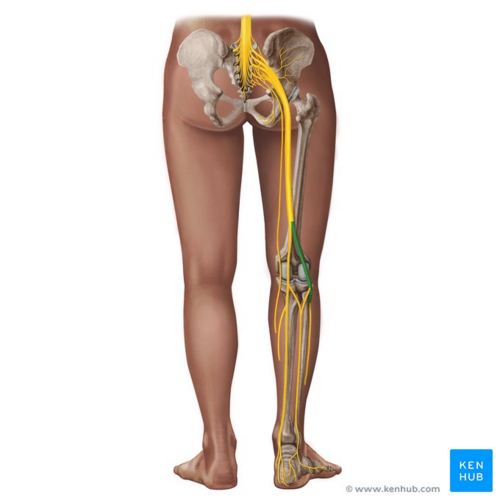 Common fibular nerve (posterior view)