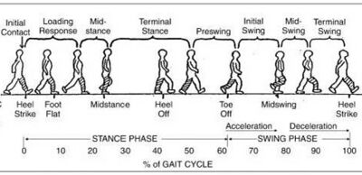 Ranchos Los Amigos Stages of Gait diagram showing each of the different stages of gait