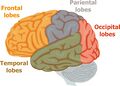 Lobes of the brain