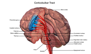 A drawing of the brain with the fibres of the corticobulbar tract shown.