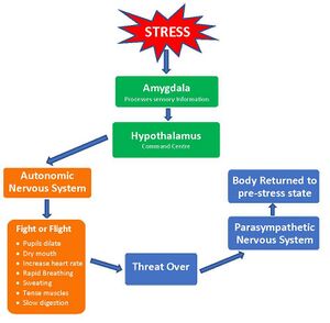Acute Stress - Physiological Response