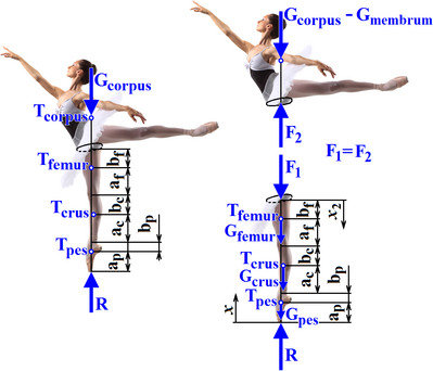 Ballerina standing on tiptoe (en pointe). Biomechanics - simplified force analysis of the lower extremity.